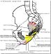 echodoppler