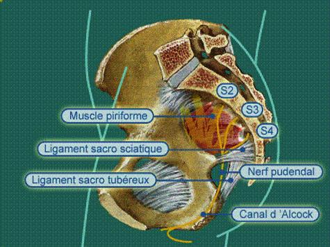 Pince ligamentaire